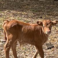 Vitello maschio limousin 10 giorni.prezzo 500