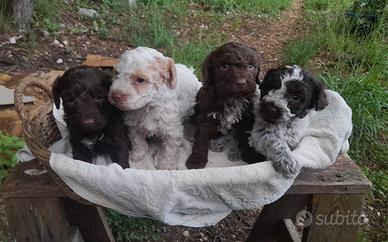 Cane CUCCIOLO LAGOTTO ROMAGNOLO
