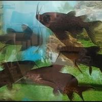 (SCAMBI.O) Synodontis