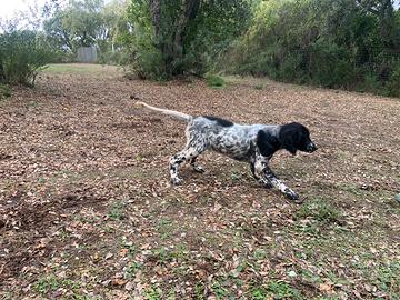 Cuccioli setter crocedomini
