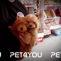 Cuccioli taglia molto piccola ANCHE 24 RATE