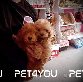 Cuccioli taglia molto piccola ANCHE 24 RATE