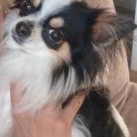 Chihuahua messicano, 2 anni disponibile per monta