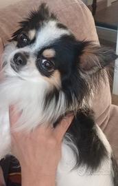 Chihuahua messicano, 2 anni disponibile per monta