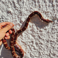 Pantherophis guttatus , serpente del grano e teca