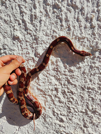Pantherophis guttatus , serpente del grano e teca