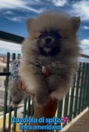 Spitz Pomerania