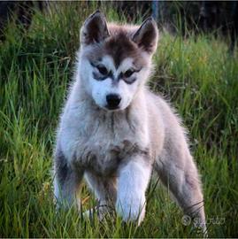 Alaskan Malamute Alta Genealogia