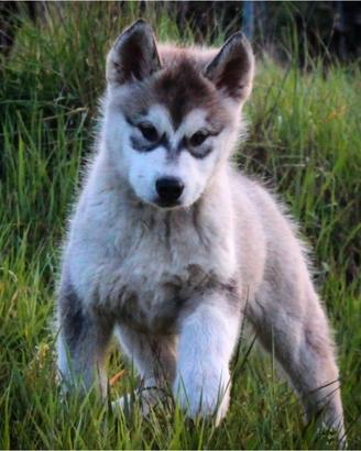 Alaskan Malamute Alta Genealogia