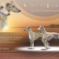 Whippet cuccioli