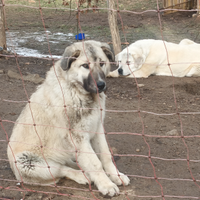 Cane da guardia e guardiania