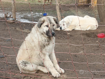 Cane da guardia e guardiania