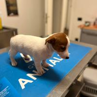 Cuccioli di jack russell