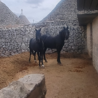 Meravigliosi Cavalli