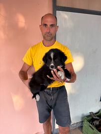Cucciolo Maschio di Border Collie