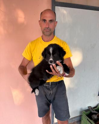 Cucciolo Maschio di Border Collie
