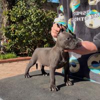Cucciolo di pit bull ukc con pedigree