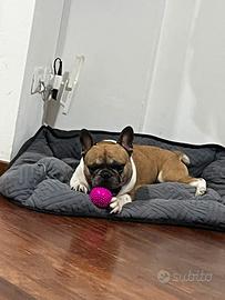 Cane per monta