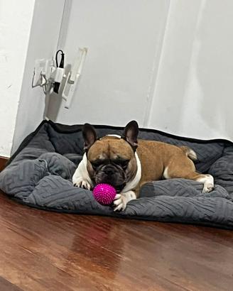 Cane per monta