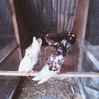 Galline fagiani pavoni colombe