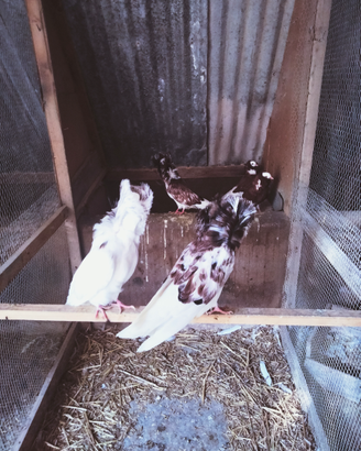 Galline fagiani pavoni colombe