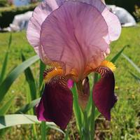 Rizomi Iris germanica barbuto rosso