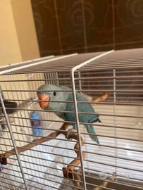 Pullo parrocchetto dal collare turchese