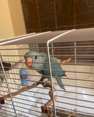 Pullo parrocchetto dal collare turchese