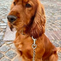 Cocker c.e.r.c.a fidanzata