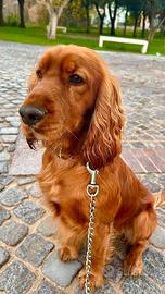 Cocker c.e.r.c.a fidanzata