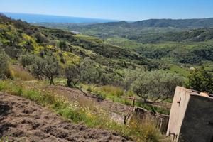 Terreno rustico - Uliveto