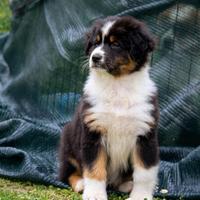 Pastore australiano Australian Shepherd maschio