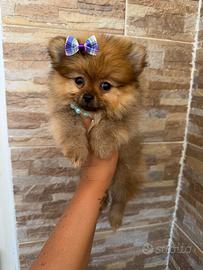 Spitz