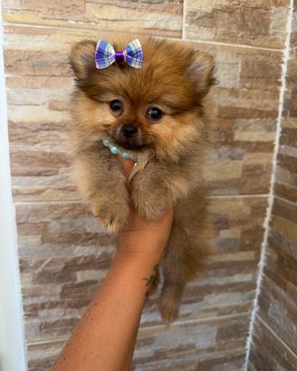Spitz