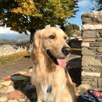 Golden Retriever maschio per accoppiamento