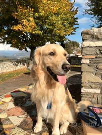 Golden Retriever maschio per accoppiamento