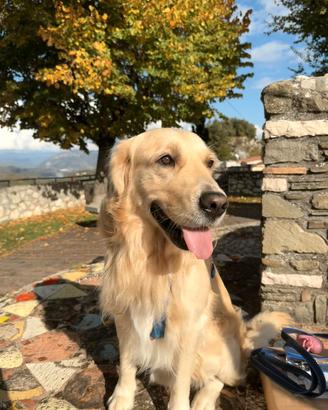 Golden Retriever maschio per accoppiamento