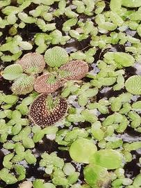 Pianta galleggiante