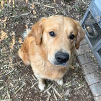 Disponibile maschio di Golden per monta