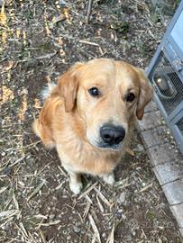 Disponibile maschio di Golden per monta