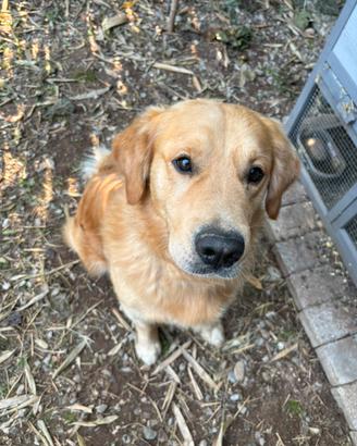 Disponibile maschio di Golden per monta
