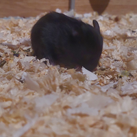 Criceto Dorato siriano