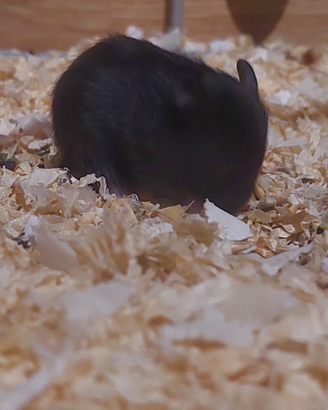 Criceto Dorato siriano