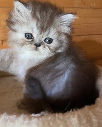 DOLCE cucciola di persiani FEMMINA