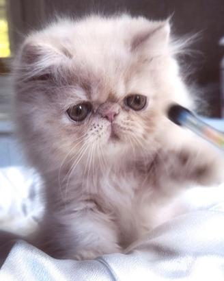 Cuccioli di Gatto Persiano 