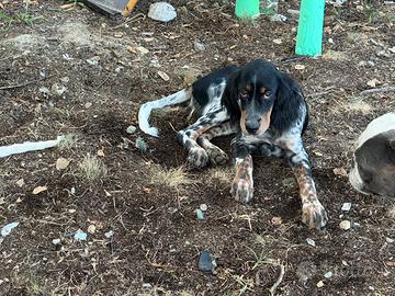 Setter inglese coppia cuccioli