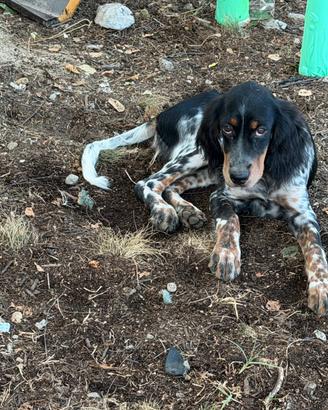 Setter inglese coppia cuccioli