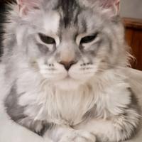 Maine Coon Femmnia