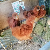 Galline moroseta