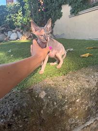 Gatto Sphynx Tricolore femmina